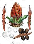 Cycas circinalis