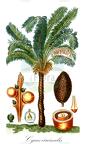 Cycas circinalis