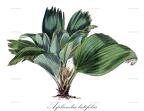 Asplundia latifolia