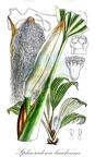 Sphaeradenia laucheana
