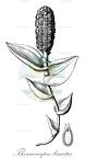 Thoracocarpus bissectus