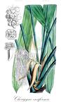 Chorigyne ensiformis