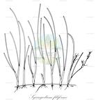 Syringodium filiforme