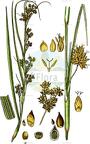 Cladium mariscus