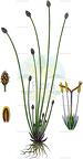 Eleocharis ovata