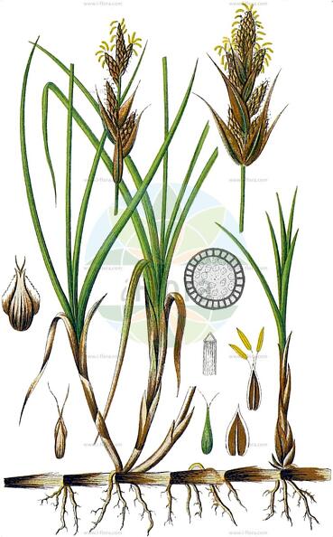 Carex arenaria