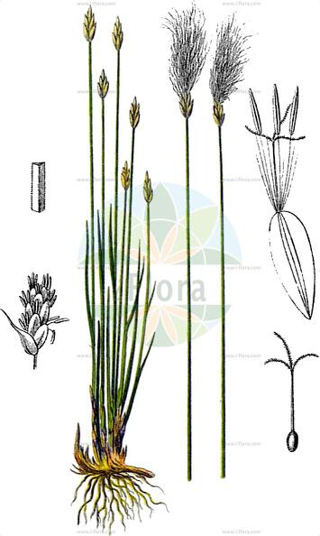 Trichophorum alpinum
