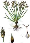 Fimbristylis dichotoma