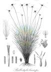 Bulbostylis laniceps