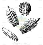 Diplacrum caricinum
