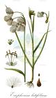 Eriophorum latifolium