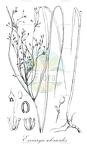 Exocarya sclerioides