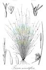Ficinia minutiflora