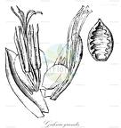 Gahnia grandis