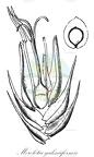 Morelotia gahniiformis