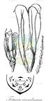 Tetraria arundinacea