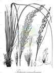 Tetraria arundinacea