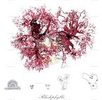 Rhodophyllis
