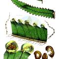 Cystodium solomonense