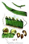 Cystodium solomonense
