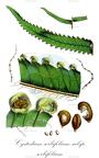 Cystodium sorbifolium subsp. sorbifolium