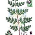 Cystopteris fragilis