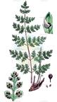 Cystopteris fragilis