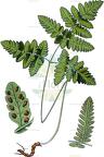 Gymnocarpium dryopteris