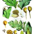 Cystopteris fragilis