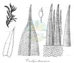 Crosbya straminea