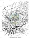 Baxteria australis