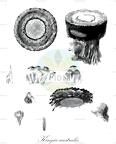 Kingia australis