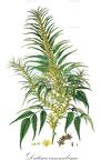 Datisca cannabina
