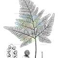 Davallia teyermannii