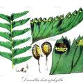 Davallia heterophylla