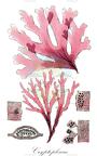 Cryptopleura