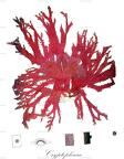 Cryptopleura