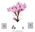 Haraldiophyllum