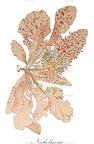 Neoholmesia