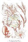Neohypophyllum