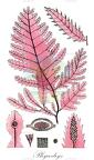 Phycodrys