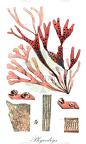 Phycodrys