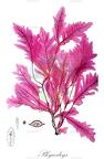 Phycodrys