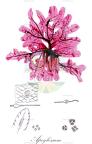 Apoglossum