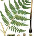 Pteridium aquilinum