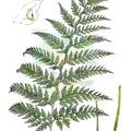 Leptolepia novae-zelandiae