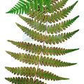 Histiopteris incisa