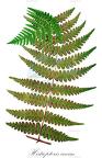 Histiopteris incisa