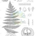 Histiopteris incisa