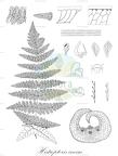 Histiopteris incisa